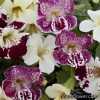 Мімулюс (губастик) гібридний - Mimulus hybrida