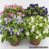 Торенія Фурньє - Torenia Fournieri