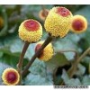 Акмела (Спілантес) - Acmella (Spilanthes)