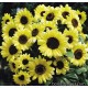 Подсолнечник декоративный - Helianthus annuus Подсолнечник декоративный - Helianthus annuus