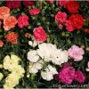 Гвоздика Шабо - Dianthus caryophyllus