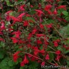 Сальвія ромеріана - Salvia romeriana