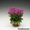 Арабіс - Arabis