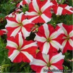 Петуния многоцветковая Lambada Red Star