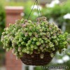 Орегано гібридний - Origanum x hybrida