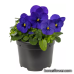 Виола Penny Pro Deep Blue