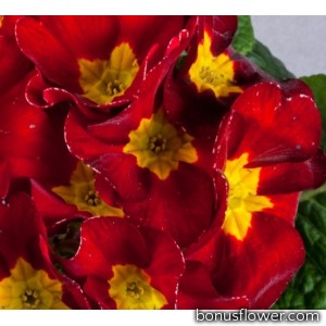 Примула бесстеб. Danova: Velvet Red