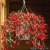 Бегонія болівійська - Begonia boliviensis