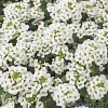 Алісум морський - Alyssum (Lobularia maritima)