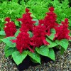 Серія "Salsa" (Syngenta)