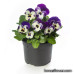 Виола Penny Pro Violet & White