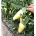 Перець Бора F1 25 шт, Spark Seeds