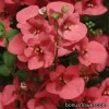 Діасція - Diascia