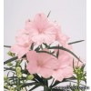 Дельфініум великоквітковий - Delphinium grandiflorum