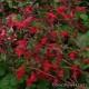 Сальвия ромериана - Salvia romeriana