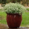 Молочай - Euphorbia graminea