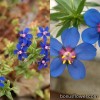 Анагалліс - Anagallis