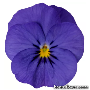 Виола Penny Pro Deep Blue