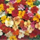 Мимулюс (губастик) гибридный - Mimulus hybrida Мимулюс (губастик) гибридный - Mimulus hybrida
