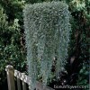 Діхондра - Dichondra
