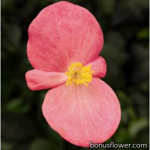 Бегония Eureka F1 Bronze Pink