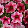 Калібрахоа - Calibrachoa