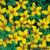 Череда - Bidens humilis