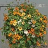 Тунбергія - Thunbergia alata