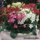 Табак - Nicotiana Табак - Nicotiana