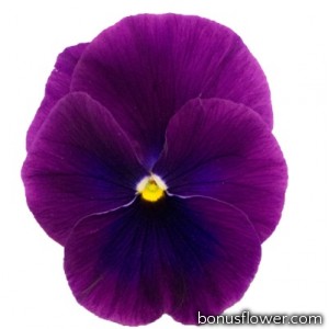 Виола Grandissimo: Clear Purple