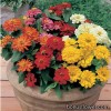 Цинія - Zinnia