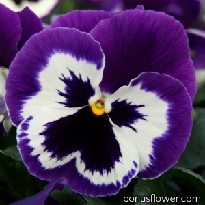 Виола виттрока Xtrada™ violet face