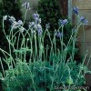 Лаванда багатонадрізна - Lavandula multifida