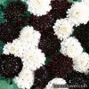 Скабіоза - Scabiosa