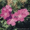 Герань кривава - Geranium sanguineum