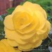Бегония клубневая Amerihybrid Roseform Yellow