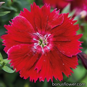 Гвоздика кит Divinity crimson