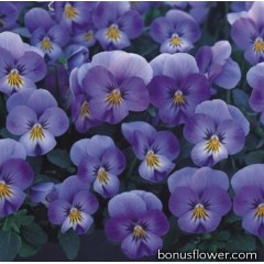 Виола Floral Power F1 Lavender Blue