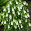 Симфіандра повисла - Symphyandra pendula