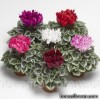 Цикламен перський - Cyclamen persicum 