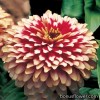 Серії "Zydeco", "Magellan™", "Swizzle™" (Syngenta)