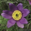 Сон звичайний - Pulsatilla vulgaris