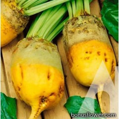 Буряк кормовий Маріша (Україна), 5 кг, Садиба
