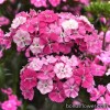 Гвоздика міжвидова - Dianthus barbatus interspecific
