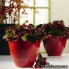 Гаультерія - Gaultheria procumbens