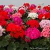 Серії "Apache, Nano", "Border F1" (HemGenetics)