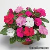 Серія "FLORIFIC" (Syngenta)