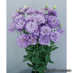 Эустома (Лизиантус) Corelli 2 Lavender
