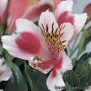 Альстромерія гібридна - Alstroemeria hybrida