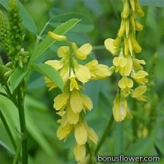 Семена буркуна желтого, 1 кг